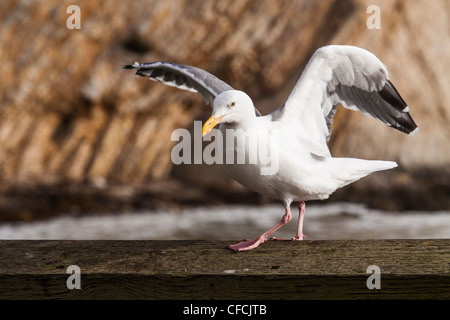 Western Möve, Larus Occidentalis, auf der Suche nach Nahrung auf Pier in Point Arena auf der pazifischen Küste von Nordkalifornien. Stockfoto