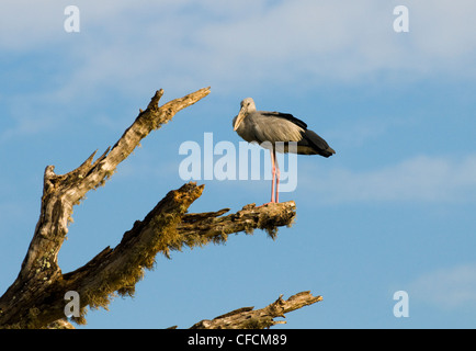 Painted Storch ruht auf einem Baum im Yala Nationalpark in Sri Lanka. Stockfoto