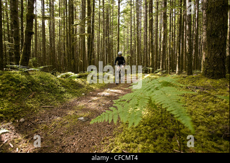 Mountain-Bike-Fahrer bewegt sich entlang der alten Protokollierung Stockfoto