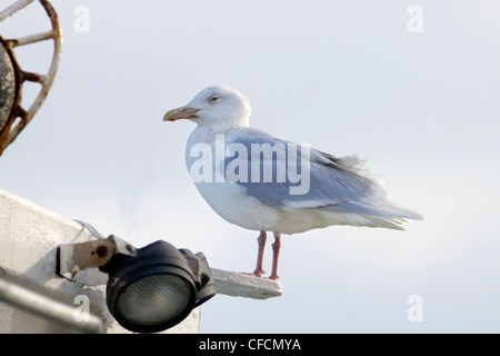 Glaucous Möwe; Larus Hyperboreus; Cornwall; VEREINIGTES KÖNIGREICH; Winter Stockfoto