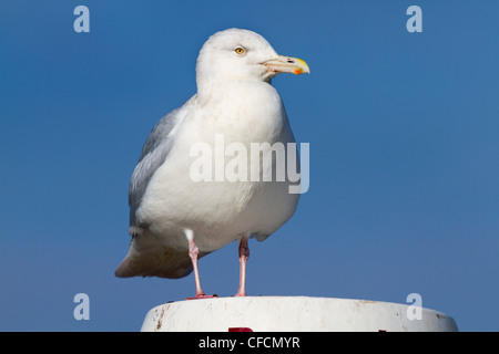 Glaucous Möwe; Larus Hyperboreus; Cornwall; VEREINIGTES KÖNIGREICH; Winter Stockfoto