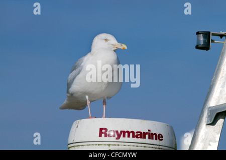 Glaucous Möwe; Larus Hyperboreus; Cornwall; VEREINIGTES KÖNIGREICH; Winter Stockfoto