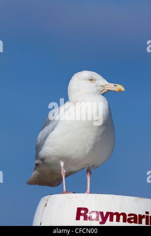 Glaucous Möwe; Larus Hyperboreus; Cornwall; VEREINIGTES KÖNIGREICH; Winter Stockfoto