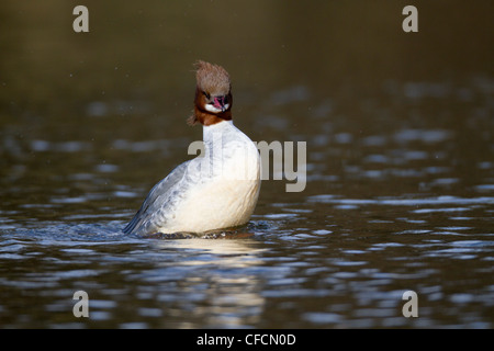 Gänsesäger; Mergus Prototyp; Weiblich; Cornwall; UK Stockfoto