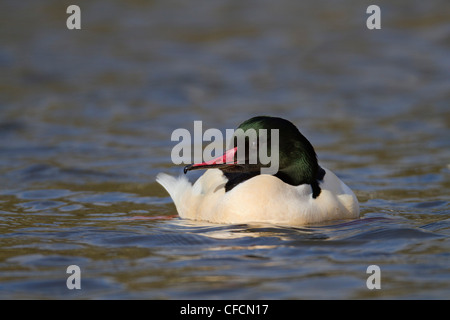 Gänsesäger; Mergus Prototyp; Männlich; Cornwall; UK Stockfoto