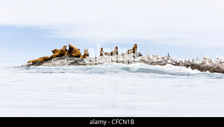 Seelöwen, einschließlich große Steller Sealions entspannen Stockfoto