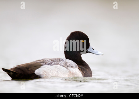 Lesser Scaup; Aythya Affinis; Drake; Cornwall; UK Stockfoto