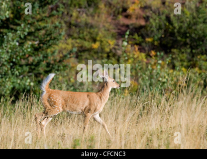 Weiß - angebundene Rotwild (Odocoileus Virginianus) Juvenile. Südwestlichen Alberta, Kanada. Stockfoto