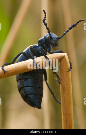 violette Öl Käfer Stockfoto
