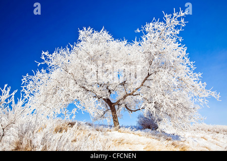 Raureif bedeckt Baum an einem klaren Wintertag. Westview Park, Winnipeg, Manitoba, Kanada. Stockfoto