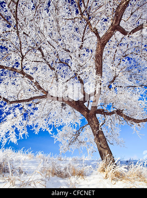 Raureif bedeckt Baum an einem klaren Wintermorgen. Winnipeg, Manitoba, Kanada. Stockfoto