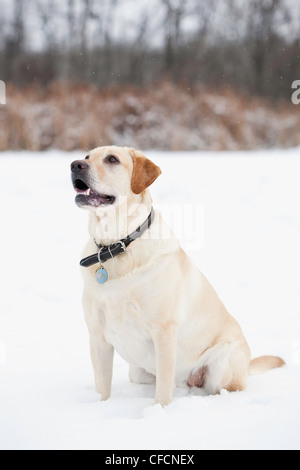 Gelber Labrador Retriever an einem verschneiten Wintertag. Assiniboine Wald, Winnipeg, Manitoba, Kanada. Stockfoto