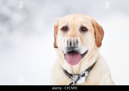 Porträt von einem gelben Labrador Retriever an einem verschneiten Wintertag. Winnipeg, Manitoba, Kanada. Stockfoto