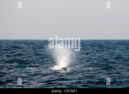 Der blaue Wal im Indischen Ozean. Stockfoto