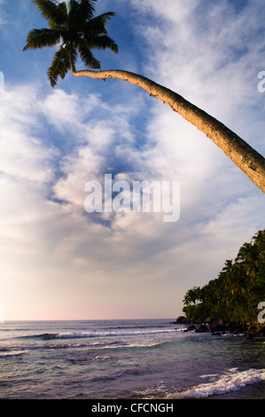 Tropisches Paradies. Mirissa Beach in Sri Lanka. Stockfoto