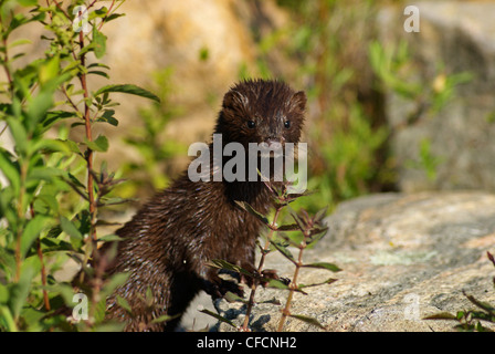 Amerikanischen Mink (Neovison Vison) auf einem Felsen in der Nähe Küste an der Georgian Bay, in der Nähe von Parry Sound, Ontario, Kanada Stockfoto