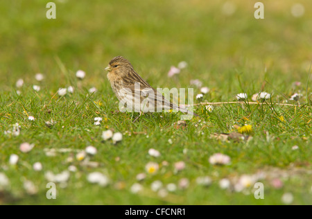 Berghänfling in machair Stockfoto