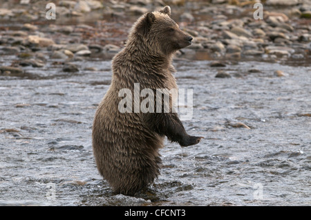 Grizzly Bear Standing-2. Jahr Cub Ursus arctos Stockfoto