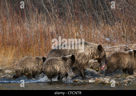Grizzly Bär Mutter Chum Salmon 1. Jahr Cubs Stockfoto