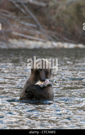 Grizzlybär (Ursus Arctos) mit Chum Salmon Fishing Branch River, Ni'iinlii Njik ökologische Reserve, Yukon Territorium, Kanada Stockfoto
