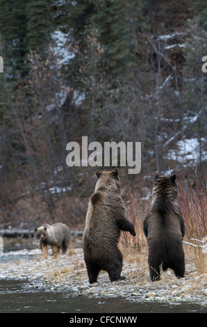 Grizzlybär Ursus Arctos stehend zu finden Stockfoto