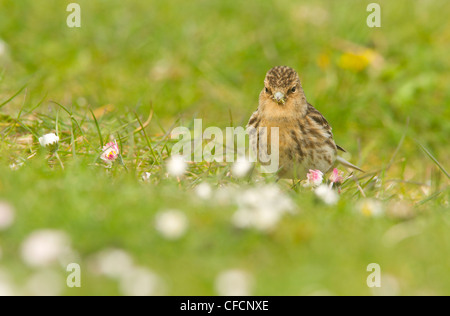 Berghänfling in machair Stockfoto