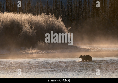 Wild Grizzly Bären wandern in Fishing Branch River, Ni'iinlii Njik Ecological Reserve, Yukon Territorium, Kanada Stockfoto