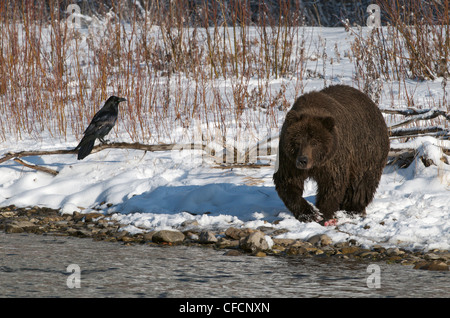 Grizzly Bär (Ursus Arctos) und Raven entlang Fishing Branch River, Ni'iinlii Njik Ecological Reserve, Yukon Territorium, Kanada Stockfoto