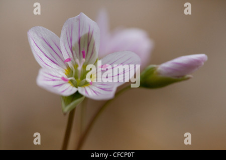 Carolina Spring Beauty (Claytonia Caroliniana) Stockfoto