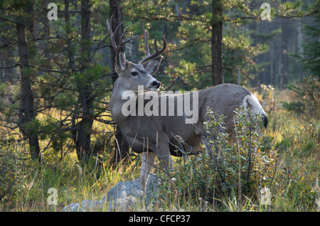 Reife Mule Deer buck (Odocoileus Hemionus) in Waldlichtung. Jasper Nationalpark, Alberta, Kanada Stockfoto