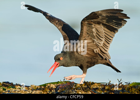 Schwarze Austernfischer (Haematopus Bachmani) thront auf einem Felsen an der Küste entlang Stockfoto