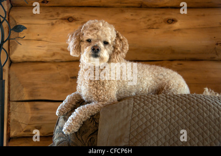 Bichon-Pudel Mischlingshund ruht auf Rückseite eine Couch. Stockfoto