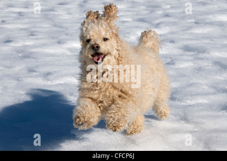 Bichon-Pudel Mischlingshund laufen oder spielen im Schnee. Nord-Ontario, Kanada. Stockfoto