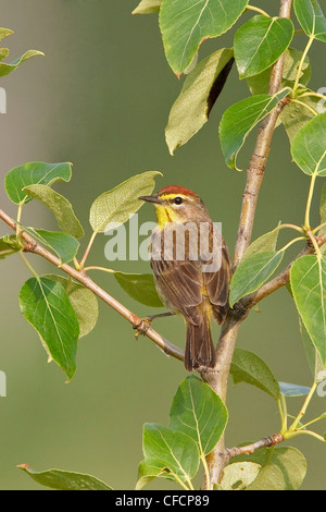 Palm Warbler (Dendroica Palmarum) thront auf einem Ast Stockfoto