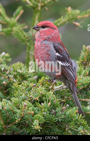 Kiefer Grosbeak (Pinicola Enucleator) thront auf einem Ast Stockfoto