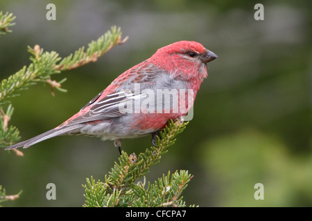 Kiefer Grosbeak (Pinicola Enucleator) thront auf einem Ast Stockfoto