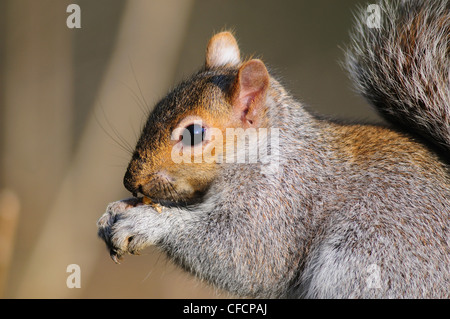 Eine Nahaufnahme eines grauen Eichhörnchens, Seite Ansicht UK Stockfoto