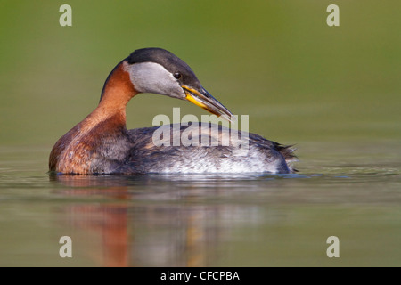 Red-necked Grebe (Podiceps Grisegena) in einem Teich Stockfoto