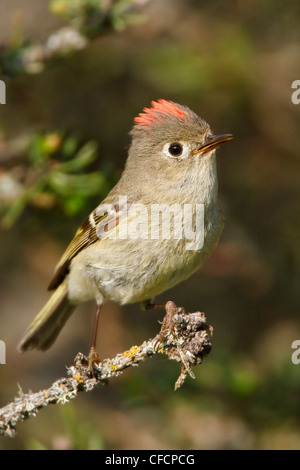 Rubin-gekrönter Goldhähnchen (Regulus Calendula) thront auf einem Ast Stockfoto