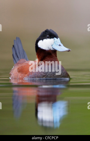 Ruddy Duck (Oxyura Jamaicensis) in einem Teich Stockfoto