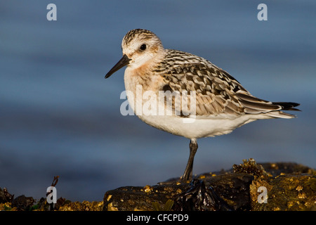 Sanderling (Calidris Alba) Stockfoto