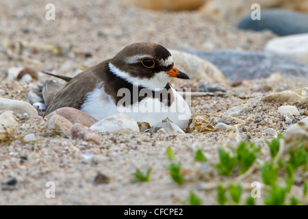 Semipalmated-Regenpfeifer (Charadrius Semipalmatus) in einem Teich Stockfoto