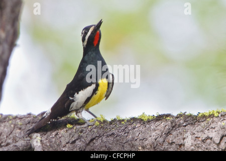 Williamsons Sapsucker (Sphyrapicus Thyroideus) thront auf einem Ast Stockfoto