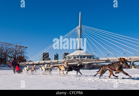 Hundeschlitten-Rennen auf dem Red River, The Forks, Winnipeg, Manitoba, Kanada Stockfoto