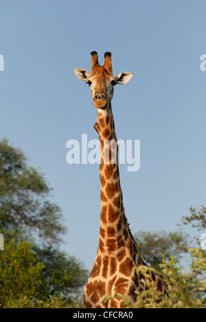 Männliche Giraffen Profil Stockfoto