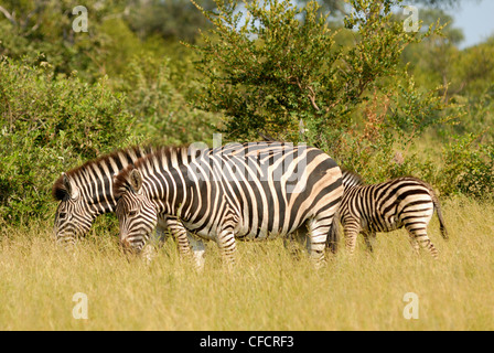 Burchell Zebra (Equus Quagga Burchellii) ist eine südliche Unterart des Plains Zebra. Stockfoto