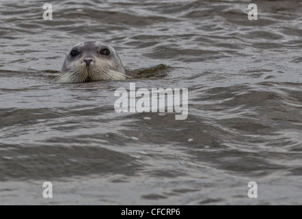 Bärtige Siegel (Erignathus Barbatus), Hudson Bay, Manitoba. Stockfoto