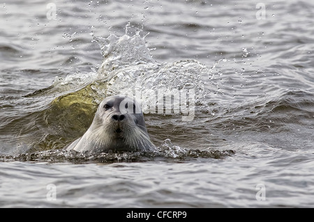 Bärtige Siegel (Erignathus Barbatus), Hudson Bay, Manitoba. Stockfoto