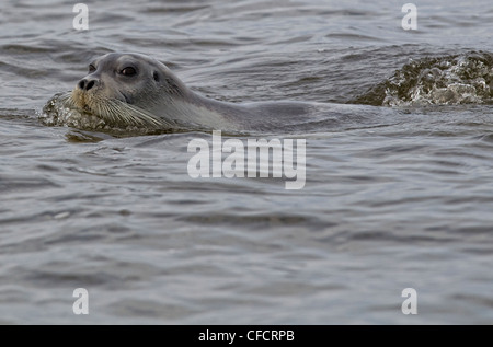 Bärtige Siegel (Erignathus Barbatus), Hudson Bay, Manitoba. Stockfoto