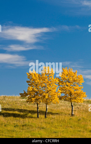 Goldene Aspen Bäume in Alberta Ausläufern, Alberta, Kanada Stockfoto